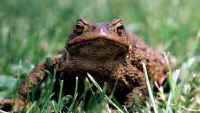 a-toad-near-your-home-isnt-just-a-coincidence-heres-what-it-really-indicates-about-your-surroundings.jpeg