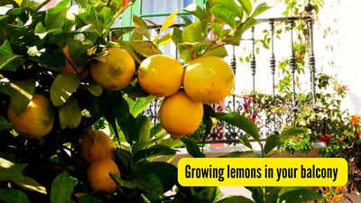 grow-lemons-in-your-balcony.jpg