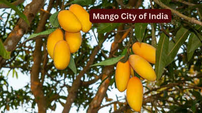 mango-city-of-india.jpg