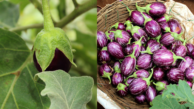 purple-brinjal-vs-green-brinjal-which-is-better-for-bharta-fry-and-sabzi.jpg