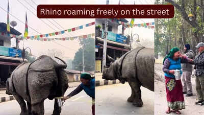rhino-urinated-on-the-street.jpg