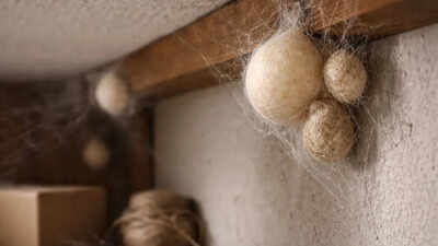 spider-eggs-what-they-look-like-and-where-you-might-find-them-in-your-home.jpg