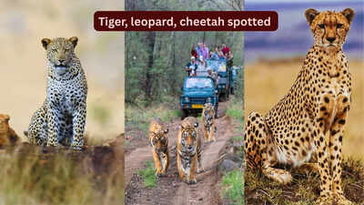 tiger-leopard-cheetah-spotted.jpg
