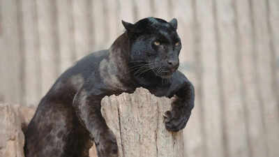top-10-wildlife-sanctuaries-in-india-to-spot-the-black-panther-from-kabini-wildlife-sanctuary-to-pen.jpeg