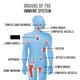 Organs_of_the_Immune_System_by_AIDS.gov_.jpg