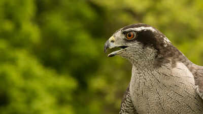 goshawk.jpg