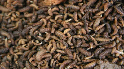 neanderthals-may-have-eaten-maggots-on-purpose-and-researchers-say-it-actually-made-sense.jpg