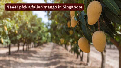 never-pick-a-fallen-mango-in-singapore.jpg