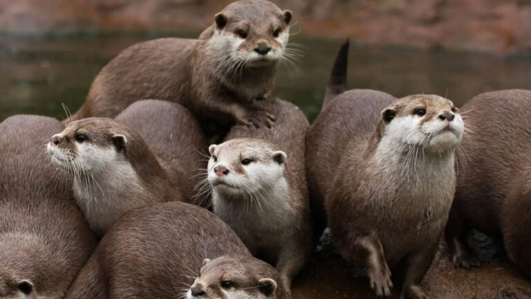 otter.jpg