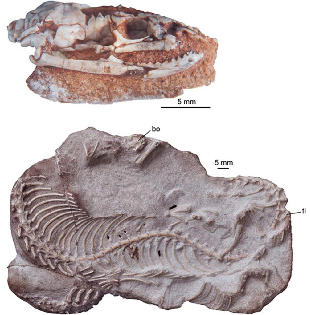 p-skull-fossils-najash.jpg