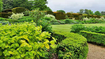 professional-gardeners-always-add-more-evergreen-shrubs-than-you-expect.jpg
