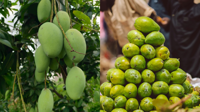 the-curious-story-behind-the-langra-aam-why-is-this-famous-mango-called-langra.jpg