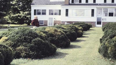 why-neat-looking-front-beds-almost-always-use-these-evergreen-shrubs.jpg