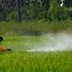 25102024_farmer_spraying_pesticides_02.jpg