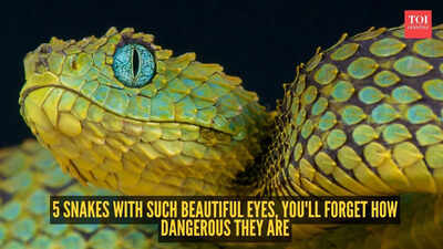 5-snakes-with-such-beautiful-eyes-you39ll-forget-how-dangerous-they-are.jpg