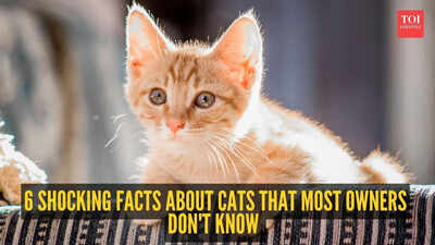 6-shocking-facts-about-cats-that-most-owners-don39t-know.jpg