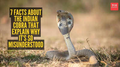7-facts-about-the-indian-cobra-that-explain-why-its-so-misunderstood.jpg