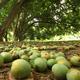 Mango_Trees_11.jpg
