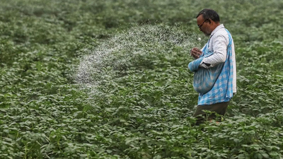 a-farmer-using-urea-for-crop-ani.jpg