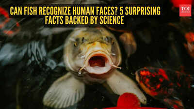 can-fish-recognize-human-faces-5-surprising-facts-backed-by-science.jpg