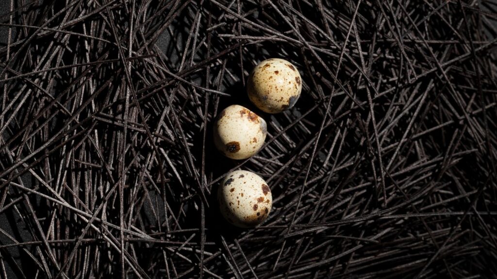 eggs.jpg