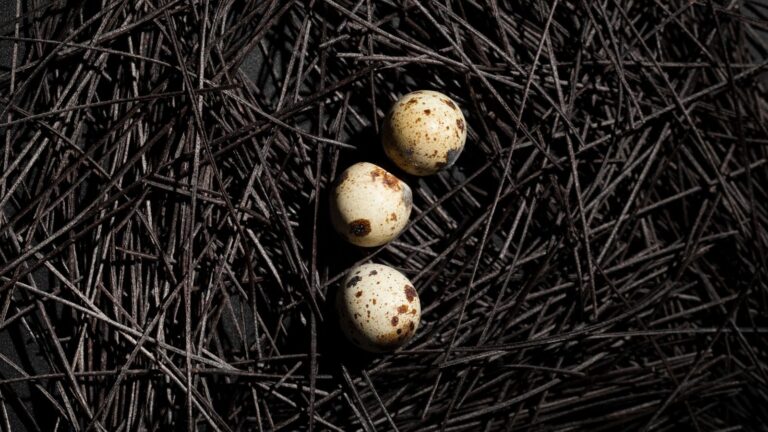 eggs.jpg