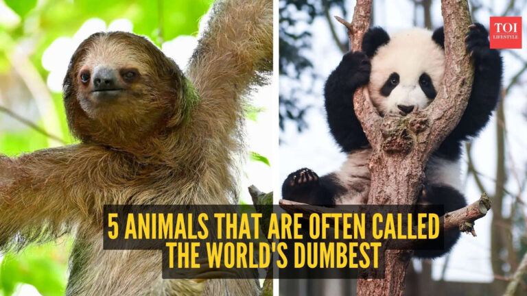 msid-131701888imgsize-268570.cms_.jpeg