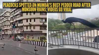 peacocks-spotted-on-mumbai39s-busy-pedder-road-after-monsoon-rains-videos-go-viral.jpg