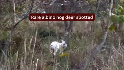 rare-albino-hog-deer-spotted.jpg