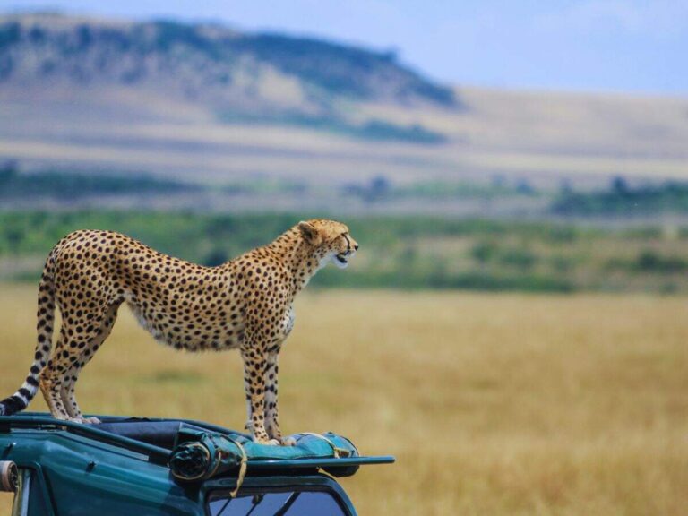 safari-maasai.jpg
