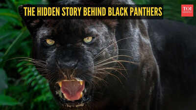 the-hidden-story-behind-black-panthers-5-facts-that-may-surprise-you.jpg