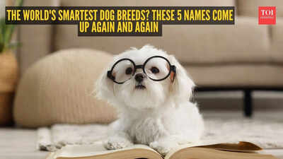 the-world39s-smartest-dog-breeds-these-5-names-come-up-again-and-again.jpg