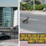 39this-is-the-level-of-safety-in-dubai39-man-captures-defender-waiting-for-a-peacock-family-to-cross.jpeg