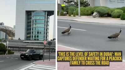 39this-is-the-level-of-safety-in-dubai39-man-captures-defender-waiting-for-a-peacock-family-to-cross.jpeg