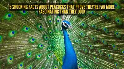 5-shocking-facts-about-peacocks-that-prove-they39re-far-more-fascinating-than-they-look.jpg