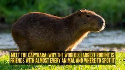 capybara.jpg