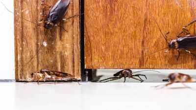 cockroaches.jpg