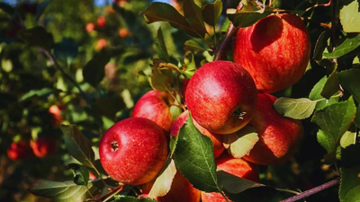 himachal-apples-under-pressure.jpg