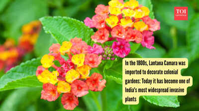 in-the-1800s-lantana-camara-was-imported-to-decorate-colonial-gardens-today-it-has-become-one-of-ind.png