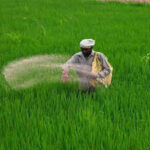india-brings-in-over-32-lakh-tonnes-of-key-fertilisers-in-april-june.jpg