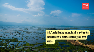 india39s-only-floating-national-park-is-a-40-sq-km-wetland-home-to-a-rare-and-endangered-deer-specie.png