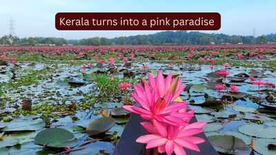kerala-turns-into-a-pink-paradise.jpg