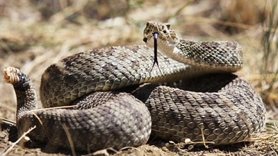 man-bitten-by-rattlesnake-in-california-required-54-vials-of-antivenom-to-survive.jpg