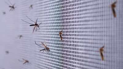 mosquitoes-breed-around-your-home.jpg
