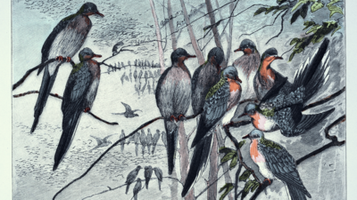 passenger-pigeon.jpg