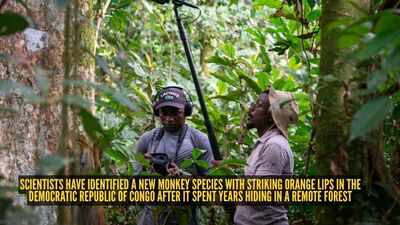 scientists-have-identified-a-new-monkey-species.jpg