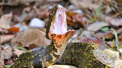 snake-proof-a-balcony-or-terrace-garden-this-monsoon.jpg
