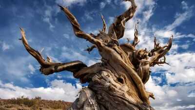 the-oldest-living-tree-on-earth-has-survived-longer-than-the-pyramids.jpg