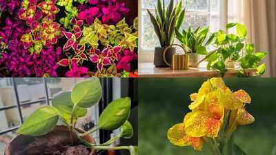 want-a-lush-garden-this-monsoon.jpg