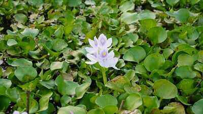 water-hyacinth.jpg